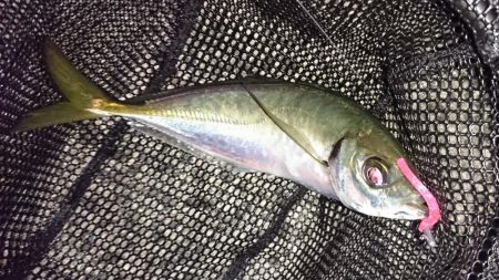 なかなかのサイズのアジでした！